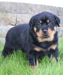 Rottweiler puppies for sale in oklahoma, ok; Home Superior Rottweilers