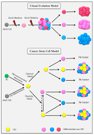 Cancers Free Full Text Conversion Of Stem Cells To Cancer Stem Cells Undercurrent Of Cancer Initiation Html