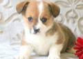 1 year old and weighing about 39 lbs.spud just entered our program so… more. Corgi Puppies For Sale New York