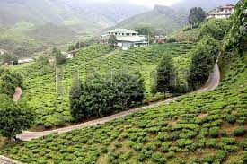 Are you excited to return home to vote but in need of transportation arrangements? Local Issues To Fire Up Cameron Highlands By Election