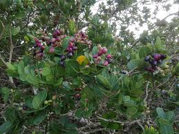 Image result for Syzygium cordatum ×  guineense