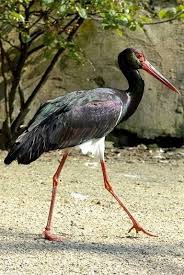 Birds Of Prey Tv Series Maggie Baird Black Stork Caplya Flamingo Rajskie Pticy