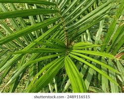 Image result for Elaeis