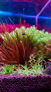 Image result for Blyxa aubertii