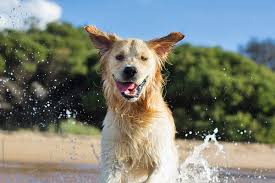 Golden Retriever Swimming By Gary Parker Dog Swimming