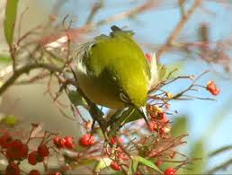 Bird Bird Bird Is The Word Gif Https Encrypted Tbn0 Gstatic Com Images Q Tbn 3aand9gcsezfofkviqtlimhh9q4fqlufhhsje2mhojfw Usqp Cau