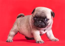 Find over 100+ of the best free pug puppy images. Purebred Pug Puppy Stock Photo Image Of Friend Vertical 17696032