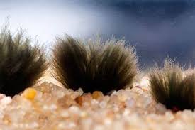 Coupled with an aquarium with reduced carbon dioxide levels and too much light will allow black beard algae to grow uncontrollably. What Is The Black Hair Algae And How To Get Rid Of It