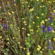 Image result for Grangea anthemoides