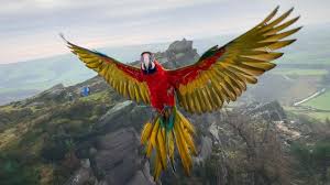 Maximize profit from your website with advanced adtech solutions. Motley The Macaw Soars Over The Peak District After Being Trained In Free Flying News The Times