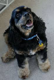 Black And Tan Working Cocker Spaniel Puppies For Sale Found Omy Boyn Bing From Www Pinterest Com American Cocker Spaniel Black Cocker Spaniel Cocker Spaniel