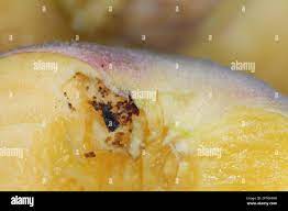 Peach moth larva hi-res stock photography and images - Alamy