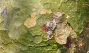 Image result for Celtis mildbraedii