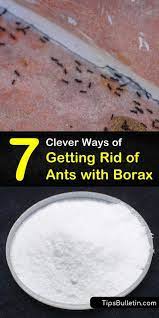 Borax has a low toxicity for people and animals, but ants are another story. 7 Clever Ways Of Getting Rid Of Ants With Borax