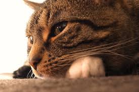 What symptoms of the disease do sick animals have? Cancer In Cats Symptoms And Treatment