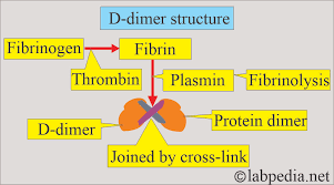 Image result for D-Dimer