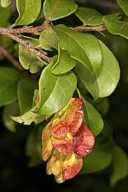 Image result for Hymenocardia ulmoides