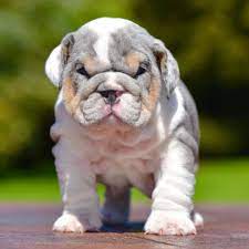 Purebreed English Bulldog Puppies For Sale Call Text 423 401 0686 English Bulldog Puppies English Bulldog Breeders Bulldog Puppies For Sale