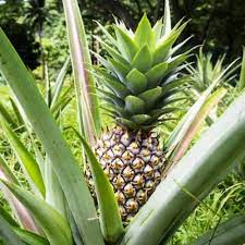 White pineapples are very sweet and juicy. Amazon Com Pineapple Plants White Jade Includes Four 4 Plants Garden Outdoor