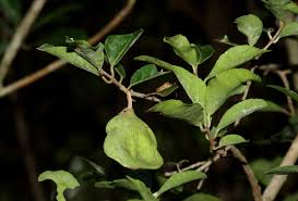 Image result for Hippocratea