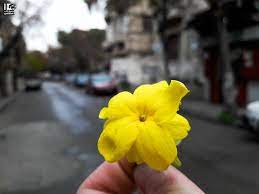 صباح الورد أصدقاءنا من شارع بغداد شارع بغداد دمشق في 2 5 2017 baghdad street damascus 2 5 2017 syria damascus دمشق سوريا عدسة ش damascus plants syria