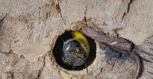 The national average cost for interior and exterior pest. Prevent Carpenter Bees This Spring
