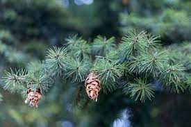 Douglas m (pseudotsuga douglasii (lindl.)carr. Douglasie Im Steckbrief Alle Merkmale Auf Einen Blick