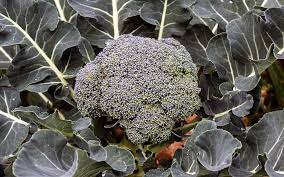 Maybe you would like to learn more about one of these? How To Grow Broccoli In Your Vegetable Garden Today S Homeowner