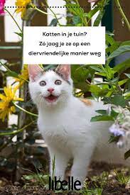 katten in je tuin zo jaag je ze op een diervriendelijke manier weg tuin katten honden spelletjes