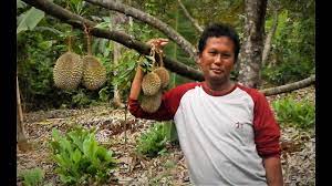 Pokok durian belanda pokok durian musang king pokok durian duri hitam pokok durian hybrid pokok durian dalam pasu pokok. Kebun Durian Musang King Profesional Cepat Berbuah Lewat Cara Bibit Top Working Tw Durian Youtube