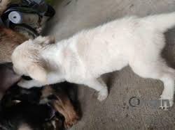 I have created this page to bring the doggy community of seaford together, to share walks, advice Jerman Seaford Dogs With High Pedigree Oorgin