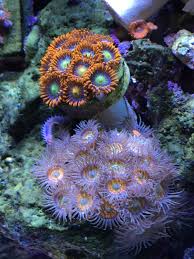 The deep sea or deep layer is the lowest layer in the ocean, existing below the thermocline and above the seabed, at a depth of 1000 fathoms (1800 m) or more. Fiji Fire And Sunny Delights Zoanthids Ocean Creatures Sea Creatures Under The Sea