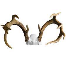How To Clean Deer Antlers | Mountain Mike's Reproductions