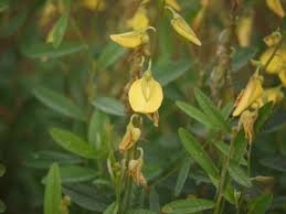 Image result for Crotalaria comosa