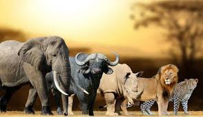 These african animals are so majestic and close to nature that for sure you'll enjoy your safari ride here. Africa S Big Five Animals Big Five Animals In Africa The Big Five In A Frica