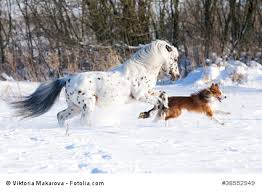 Will sie eindecken weil ich nicht auf das dicke teddyfell im winter stehe.sie schwitzt auch sehr stark nach.im sommer jetz nach den ausritten wenn wir wieder im stall waren so ca. Gut Behutet Oder Ubertrieben Verzartelt Pferde Eindecken Dressur Studien