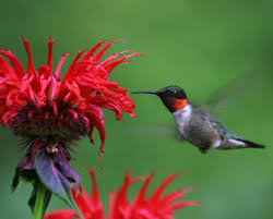 Hummingbirds, like other birds and other animals, need food, water, and shelter, the basic necessities of life. Hummingbirds Are Lovely Loners Drawn To New York City S Parks In Fall The New York Times