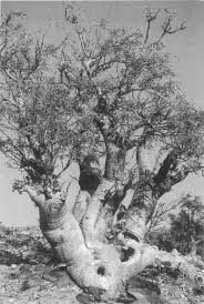 Image result for Suaeda merxmuelleri