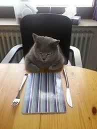 Epingle Sur Chats