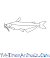 Catfish Drawing Color