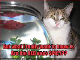 images?q=tbn:ANd9GcR2PknTxH5-5RhkNqQlodVOJnTR4pdeso1cVVGfIApqYf-Ufsjy