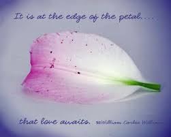 Beauty Breaks Whereslynda I Believe In Love Pink Lily Flower Romantic Love Couple