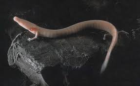 Amazing Animals The Grottenolm Or Little Dragon Survive 10 Years Without Eating Video English Deutsch Steemit