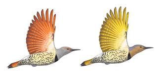 Flicker is a tier 4 item dropped from neutrals. Northern Flicker S Fascinating Color Differences Explained Birdwatching