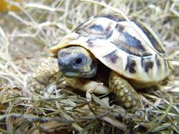 Tortoises are land dwelling and feed on a range of different plant matter. Tortoises Uk Tortoises Uk