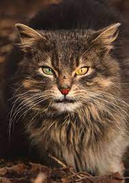 intimate photographs of stray cats show their interesting and difficult lives top13 cat photography stray cat cats