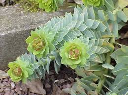 Image result for Euphorbia maleolens
