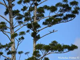 Image result for Araucaria cunninghamii