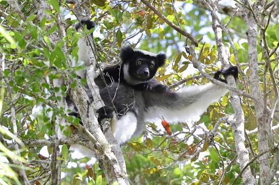 Lemurs love eating fruit… their strong sense of smell helps them find ripe  food and their teeth are adapted for a frugivorous diet in the forests of  Madagascar 🍉🐒 Les lémuriens adorent