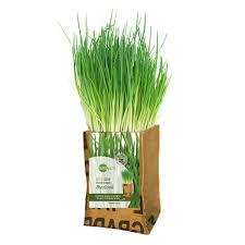 Sie werden dichter, bilden mehr triebe. Superwaste Let It Grow Krauter Pflanze Fairtrade Upcycling Avocadostore